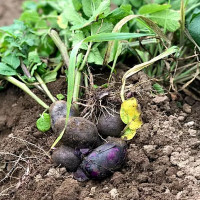 John's House Boisson