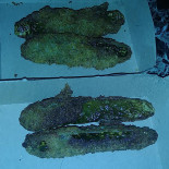 Pizza Piola Exterior