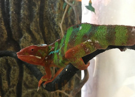 Havran Penzion Bebida