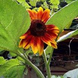 Hostinec Pod Hradem Bebida