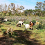 Hostal Los Pinos Exterior