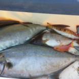 Brisas De Abades food