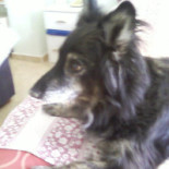 Freddy Julies English Carta