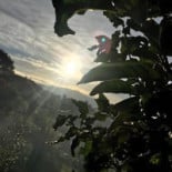 El Perro Verde Boisson