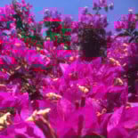 El Perro Verde Boisson