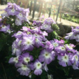 El Perro Verde Extérieur