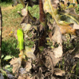 El Perro Verde Extérieur