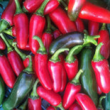 El Perro Verde Boisson