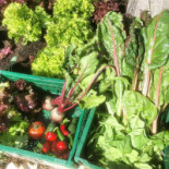 El Perro Verde Boisson