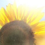 El Perro Verde Boisson