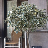 San Antonio À l'intérieur