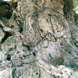 Cafeteria Can Parrado Boisson