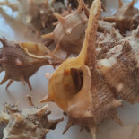 El Pescador Casa Angelina Comida