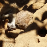 Cafeteria La Perla Boisson