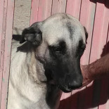 El Fogal Pizzeria Bebida