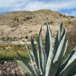 Bombay Fortuna outside