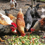 La Campanona Nourriture