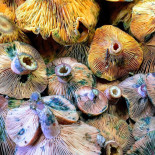 Can Collet Del Pla drink