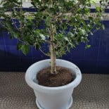 El Jardin De Victoria Bebida