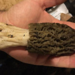 La Lobita Nourriture