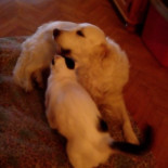 Asador La Encina Boisson