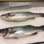 Rafael Y Flora Essen