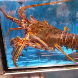 Pescados Julio Laredo Boisson