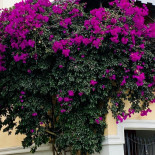 Café Gurugú Exterior