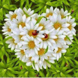 Rinconin De Loli Boisson