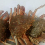 Sidrería La Parpayuela Gijon Nourriture