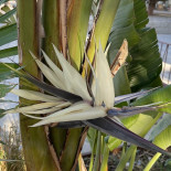 Paradise Cocktail Ibiza Boisson