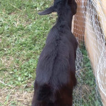 El Chupito Ibiza Drink Tapas Boisson