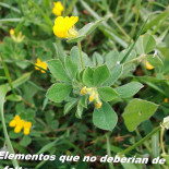 La Estrella De Candela Boisson