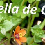 La Estrella De Candela Boisson