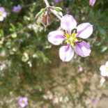 La Estrella De Candela Boisson