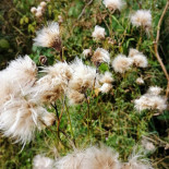 Ibiza Y Dos Extérieur