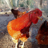 La Baita Ibiza Braceria Boisson