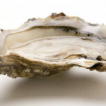 Oyster Ibiza Boisson