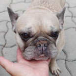 Pastelería Figueretas Boisson