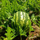 Celler Sa Cova Bebida