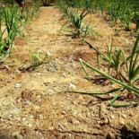 Celler Sa Cova Bebida