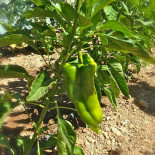 Celler Sa Cova drink