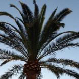 Me Apetece,ibiza drink