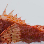 Luxury Bites Ibiza Comida