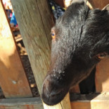 Marcello Ibiza drink