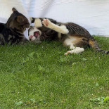 Zurito Pacha Ibiza drink