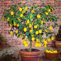 Lemon Tree Gastrobar food