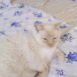 Freddy Julies English Carta