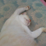 Freddy Julies English Bebida