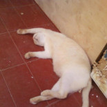 Freddy Julies English Bebida